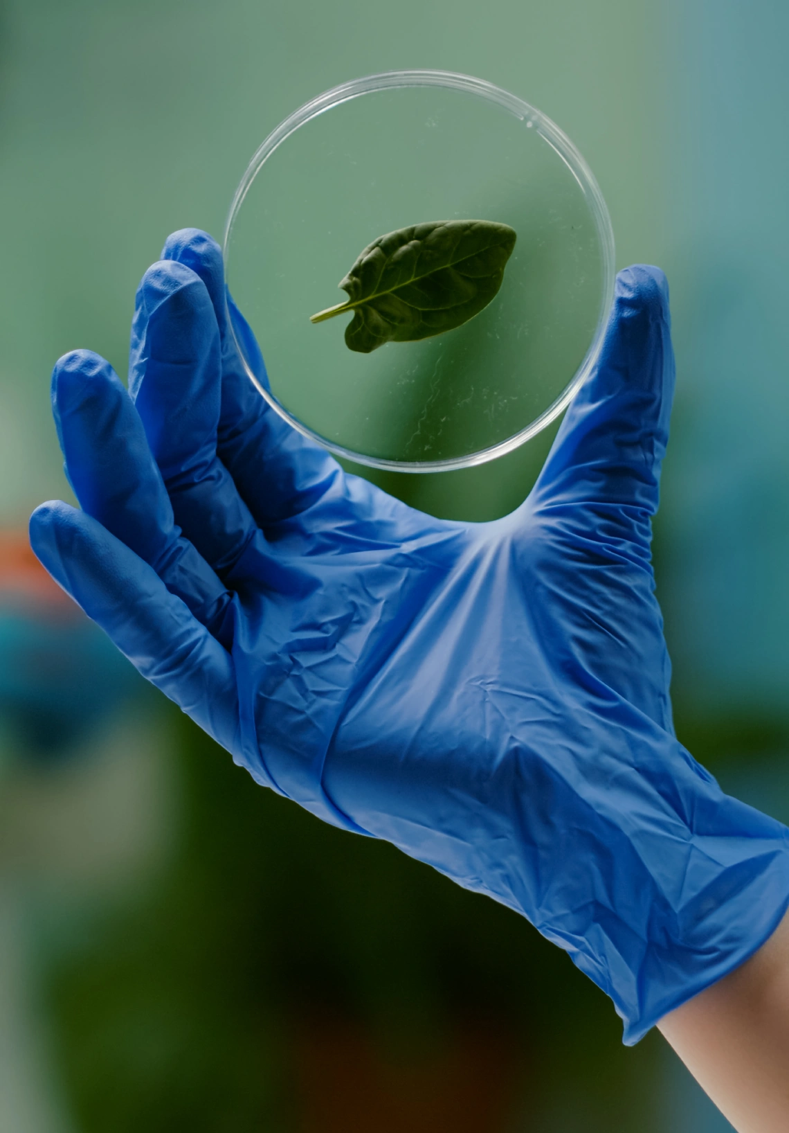 primer plano de manos de mujer biologo sosteniendo muestra medica de hoja verde descubriendo mutacion genetica